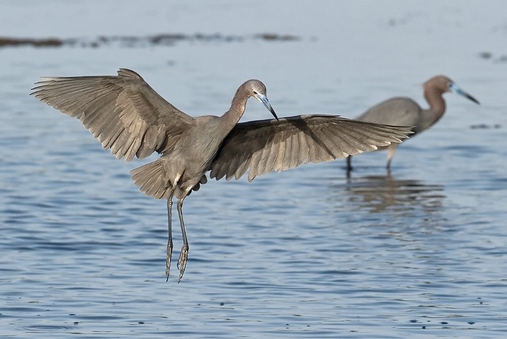 Blaureiher Egretta caerulea Little Blue Heron